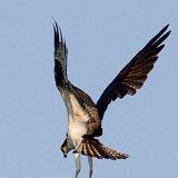 10SB8393 Osprey Hovering